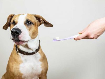 como limpiar los dientes de un perro