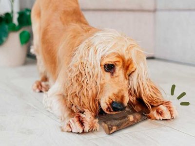 juguete limpiadientes para perro maikai madera de olivo