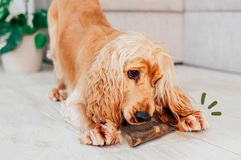 juguete limpiadientes para perro maikai madera de olivo